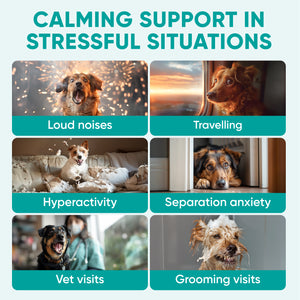 Hemp Calming Chews for Dogs