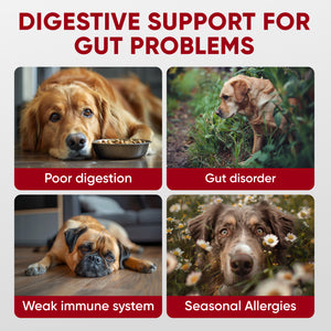 Probiotics for Dogs Digestive Health