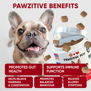 Probiotics for Dogs Digestive Health