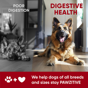 Probiotics for Dogs Digestive Health